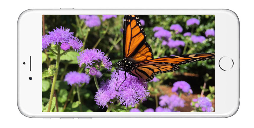iPhone 6 Plus